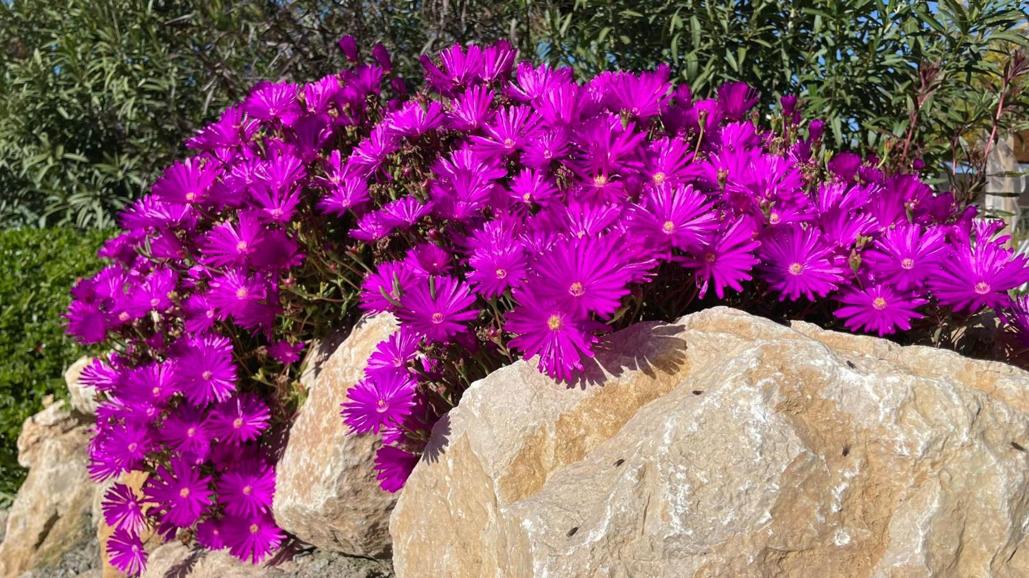 Finca Valle Verde Alora Εξωτερικό φωτογραφία